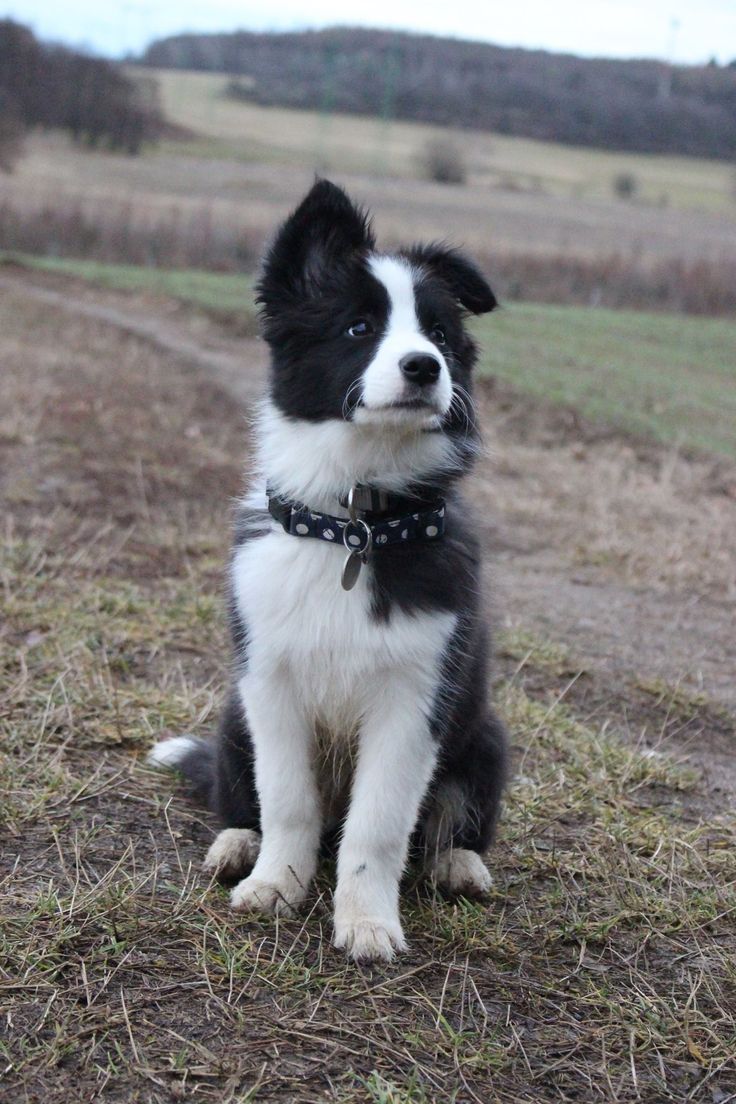 Awe_ A sweet little Border Collie pupper