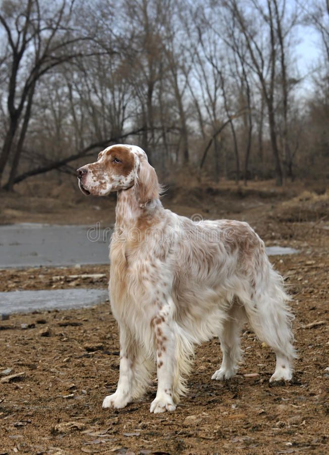 Dog pet English Setter stock photo_ Image of hairdressing - 12383654