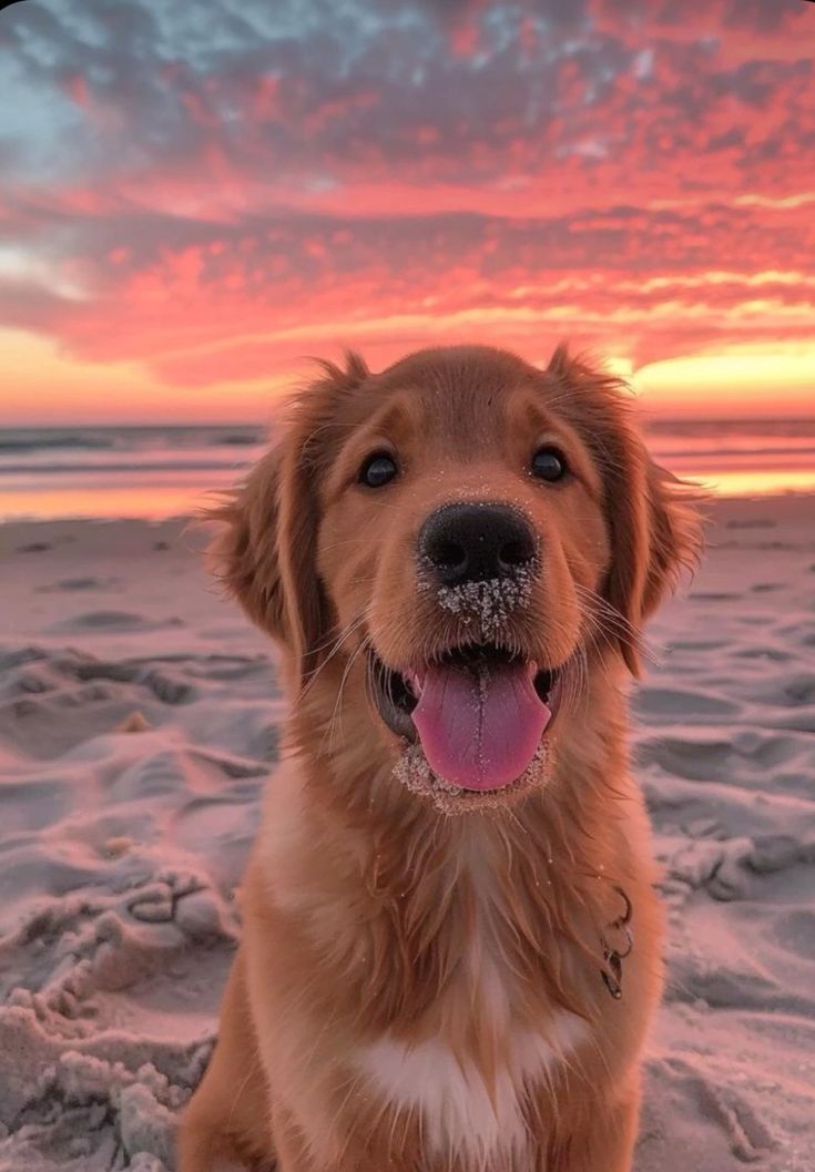 Sunset puppy