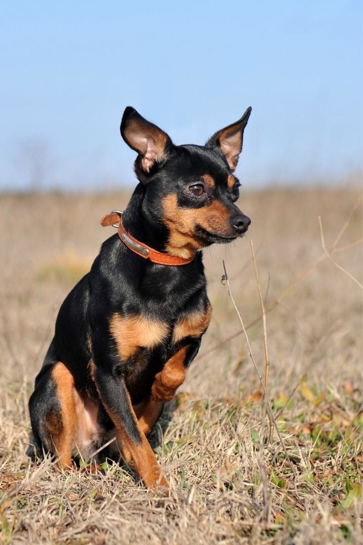 Why Is My Dog Shaking_ When Shake Rattle and Roll Is Not Good