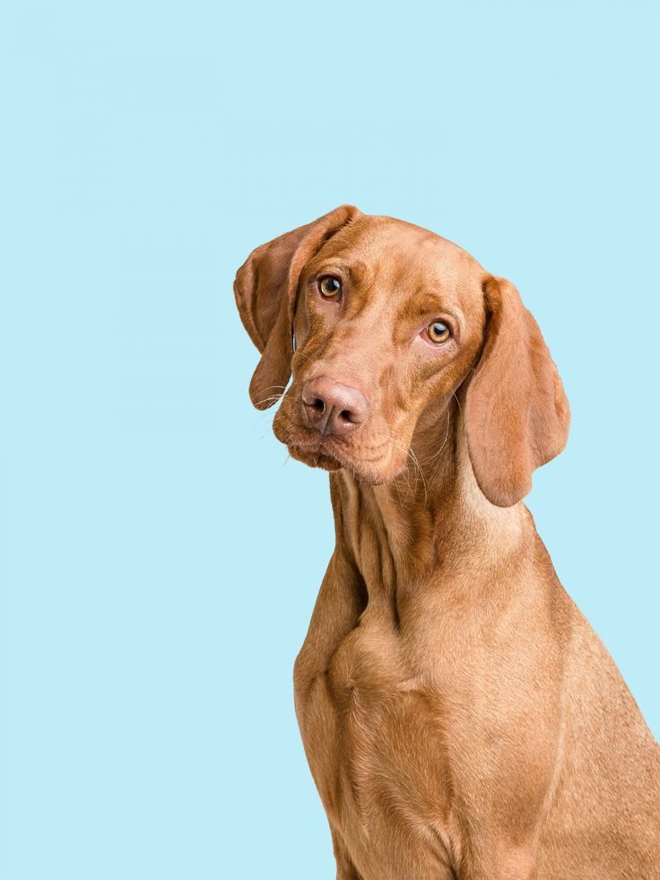 dog-i